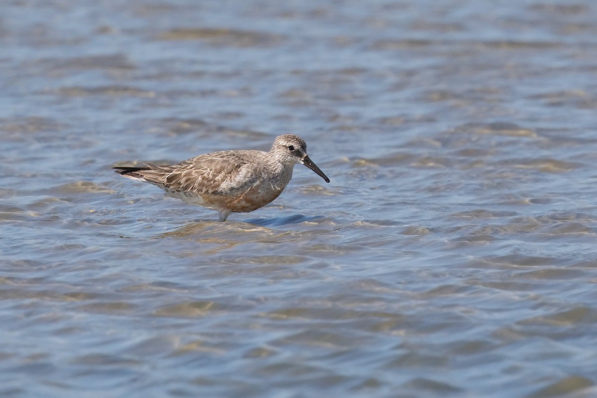 Red Knot - ML642286909