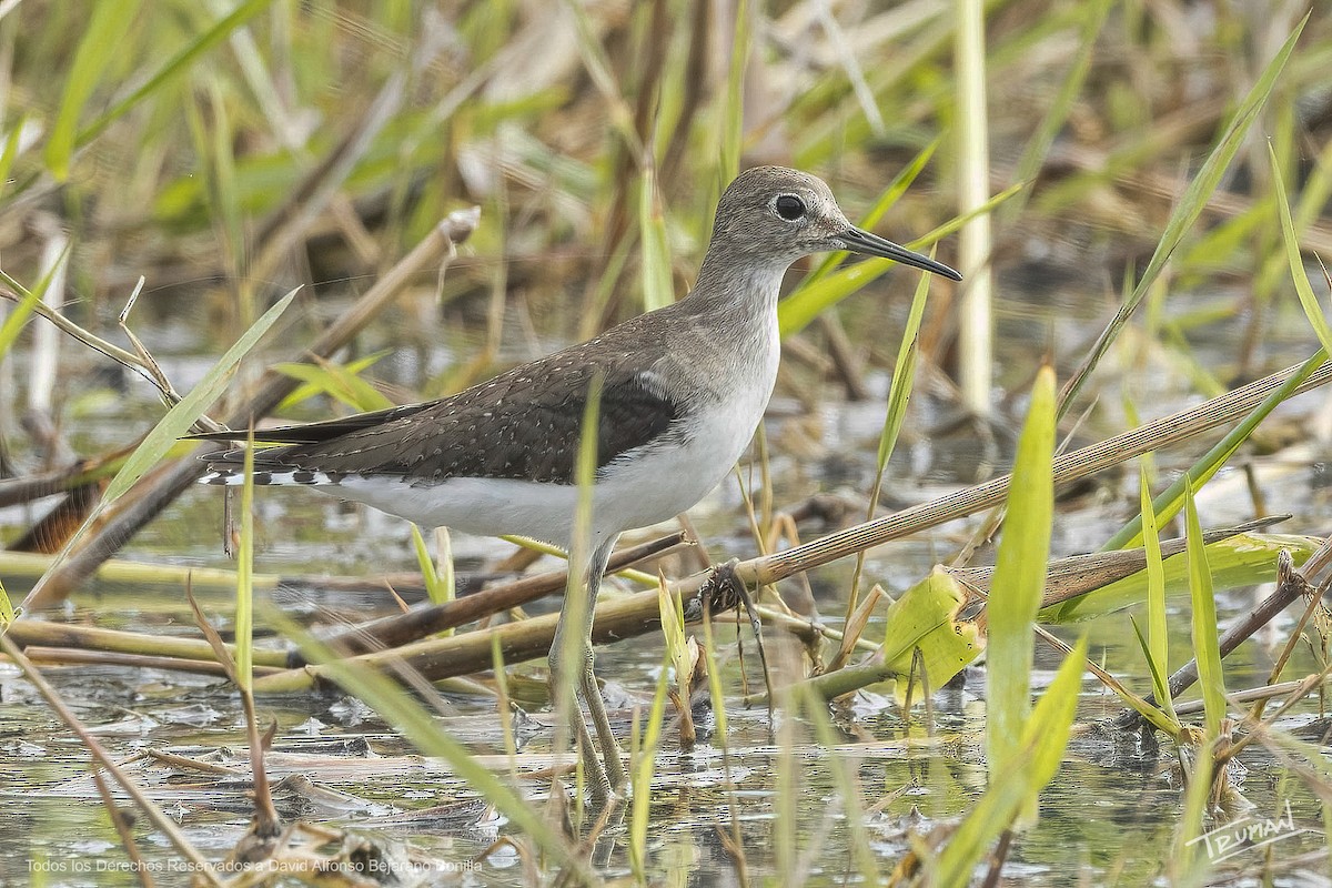 Solitary Sandpiper - ML642286911