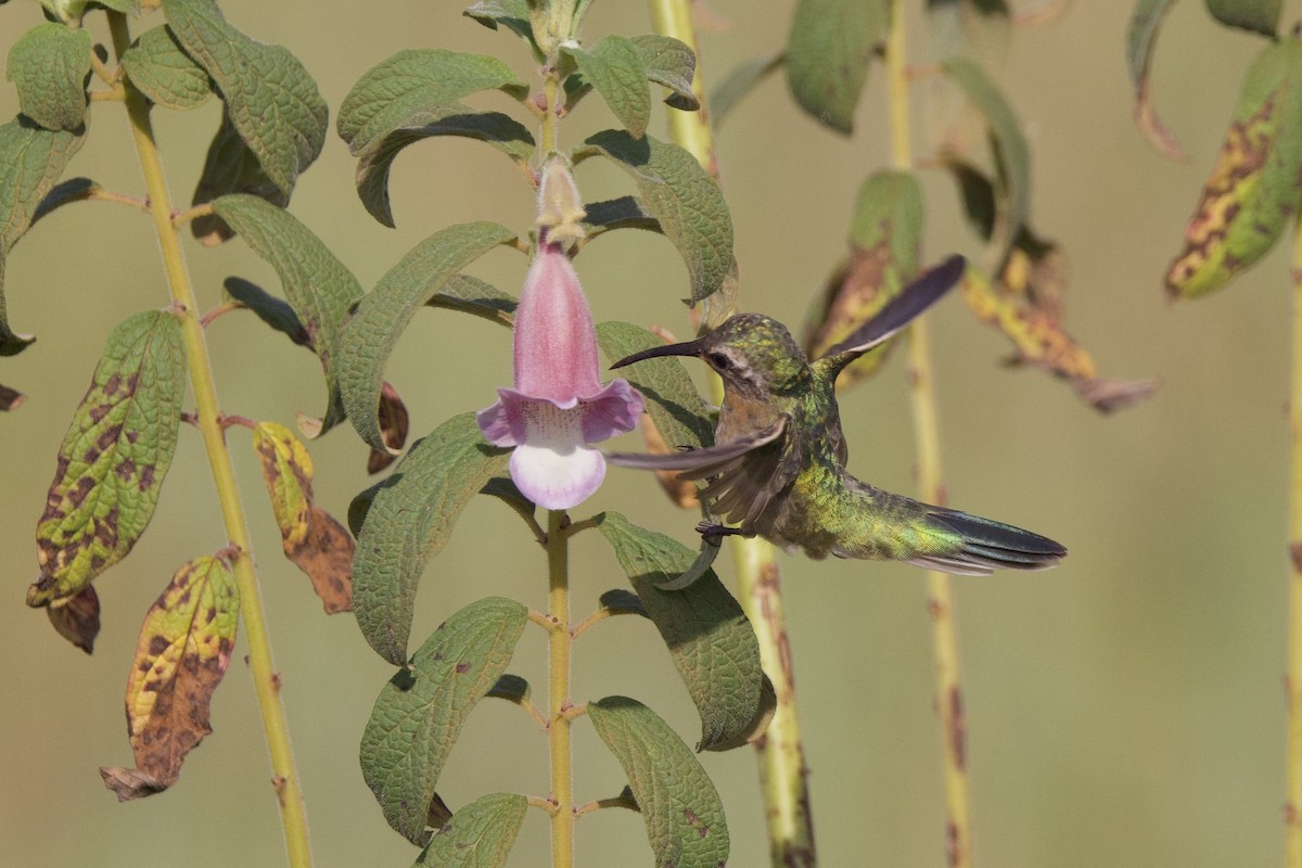 White-tailed Goldenthroat - ML642286913