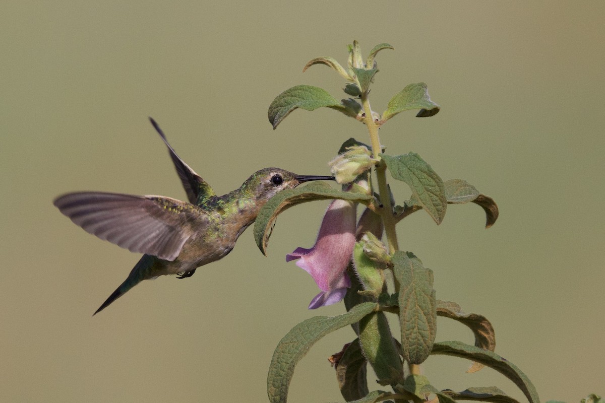 White-tailed Goldenthroat - ML642286919