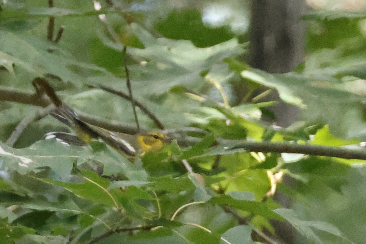 Cape May Warbler - ML642286921