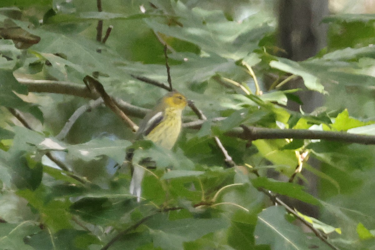 Cape May Warbler - ML642286922