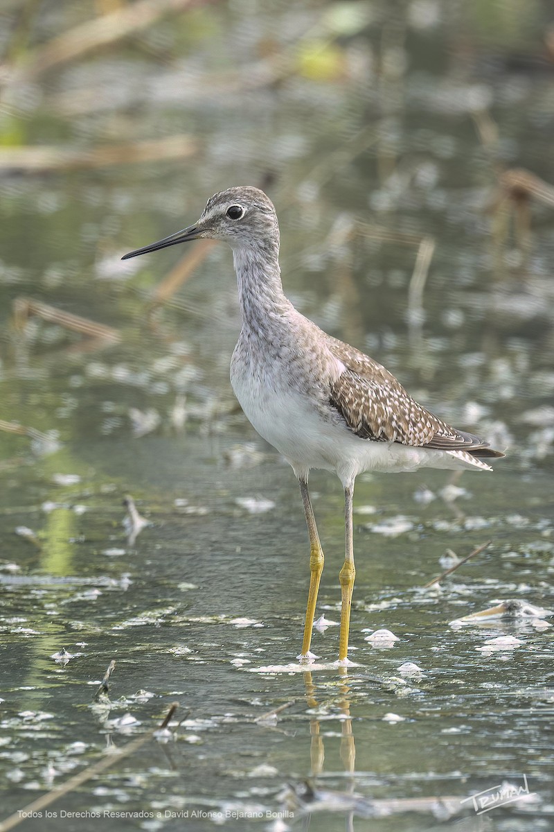 Lesser Yellowlegs - ML642286924