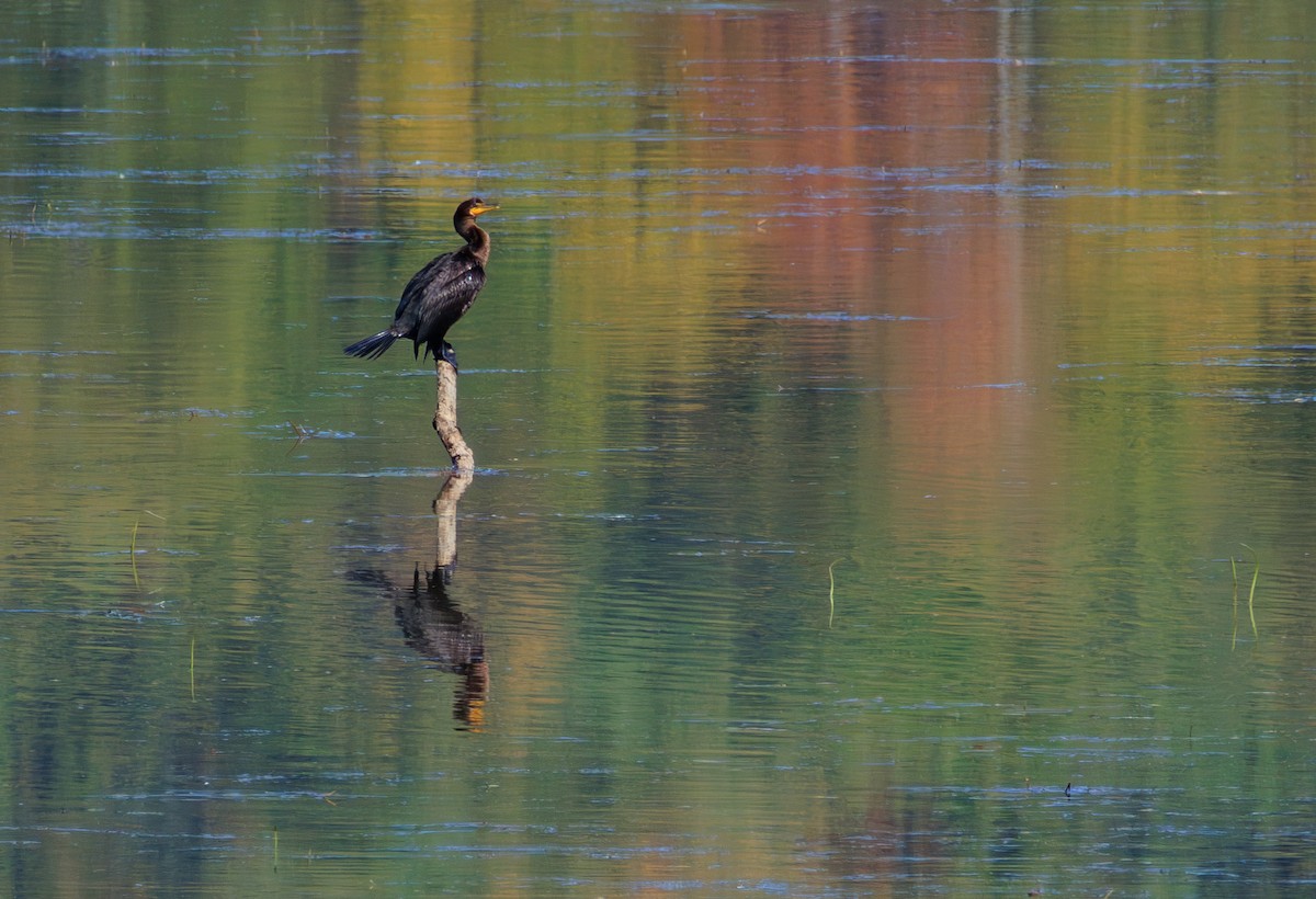 Double-crested Cormorant - ML642286929