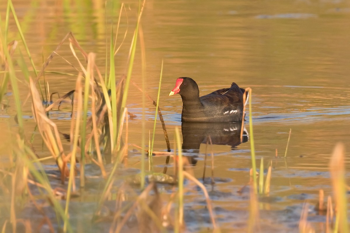 Common Gallinule - ML642286935