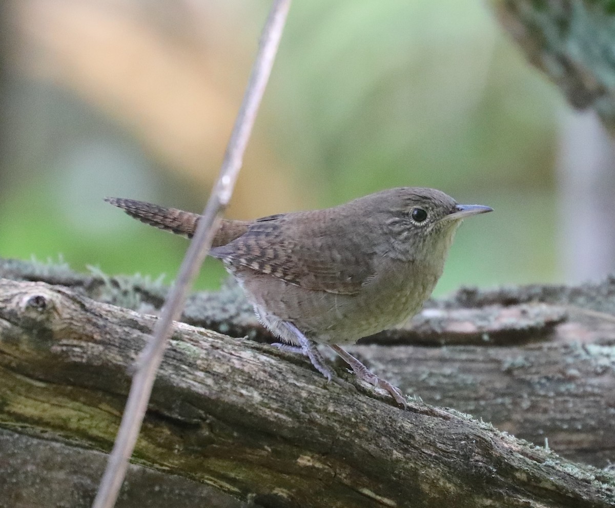 Northern House Wren (Northern) - ML642286940