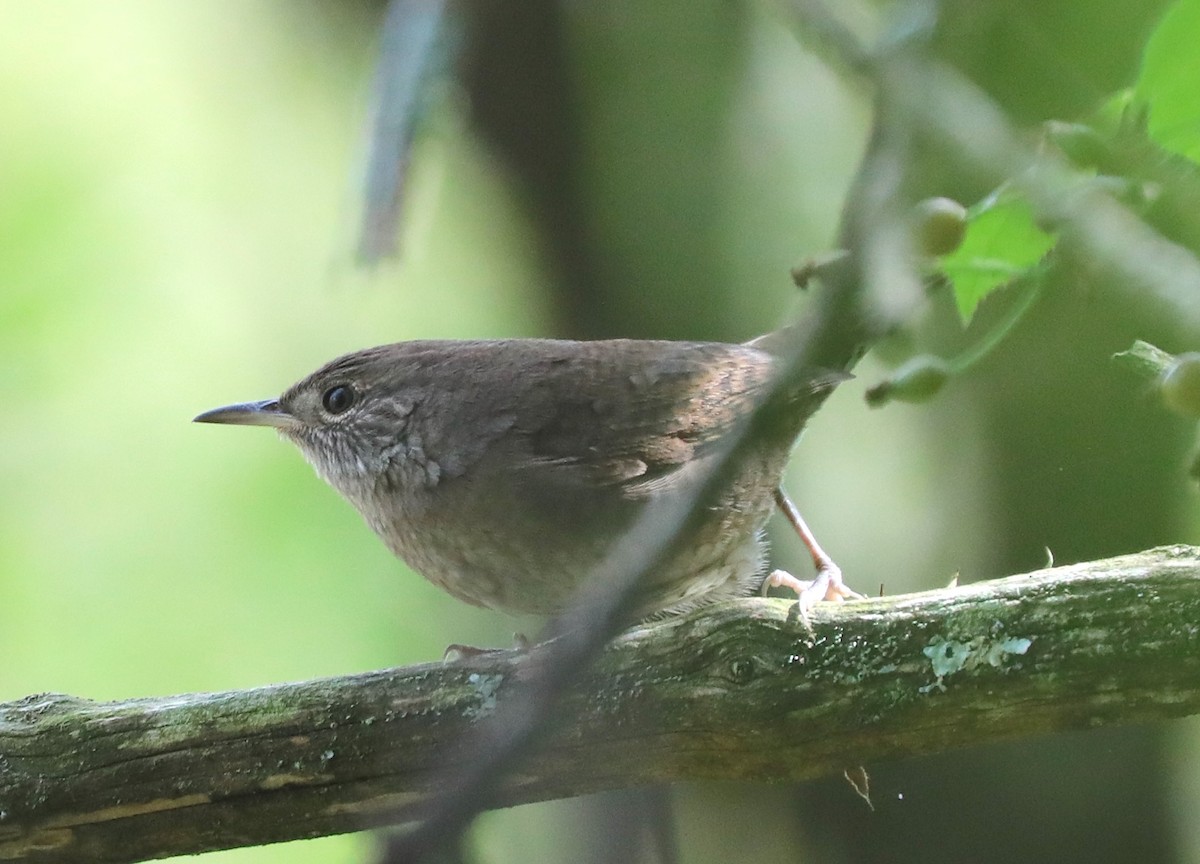 Northern House Wren (Northern) - ML642286942