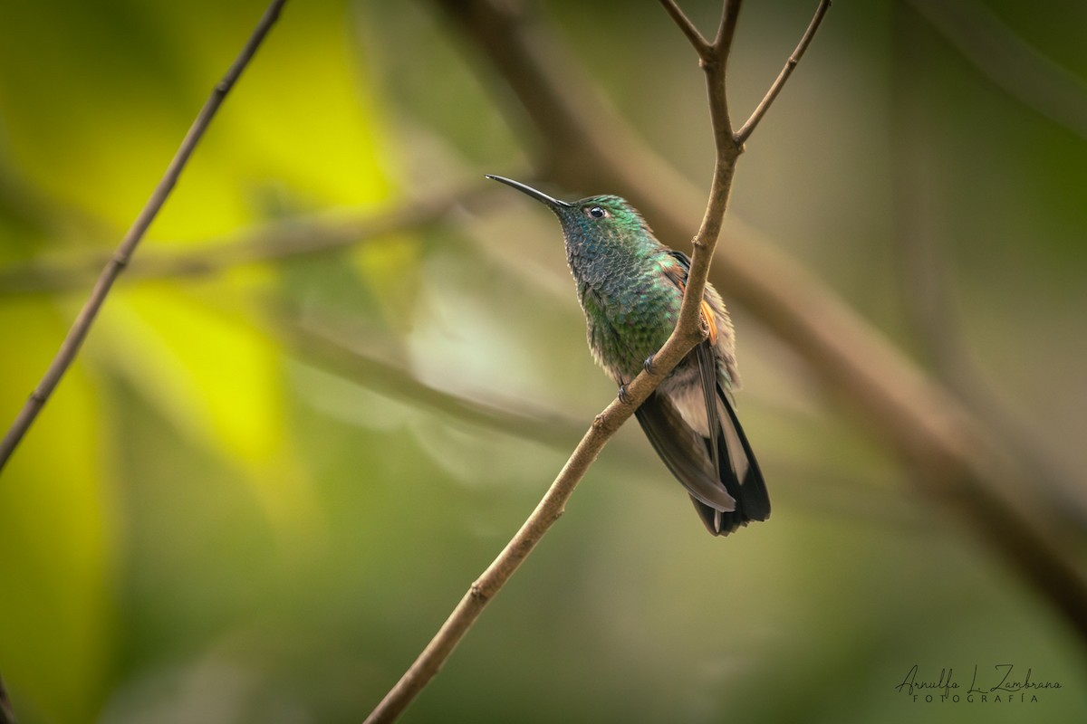 Stripe-tailed Hummingbird - ML642286959