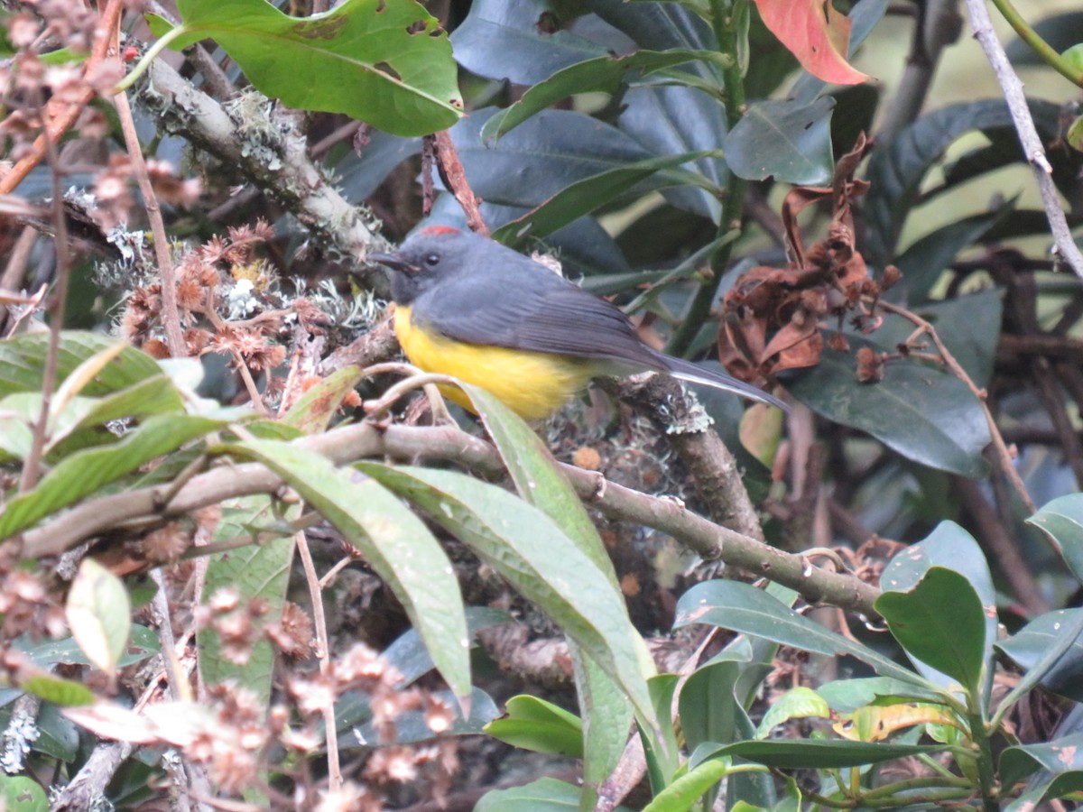 Slate-throated Redstart - ML642286961