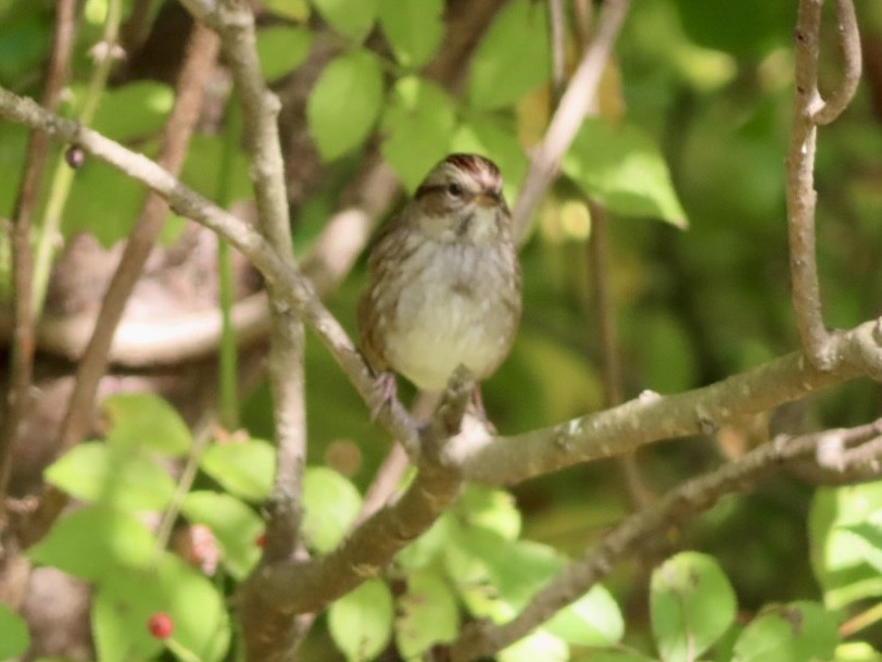 Swamp Sparrow - ML642286964