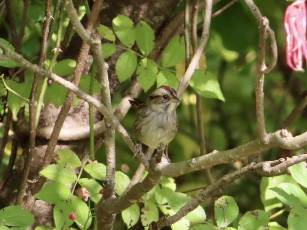 Swamp Sparrow - ML642286965