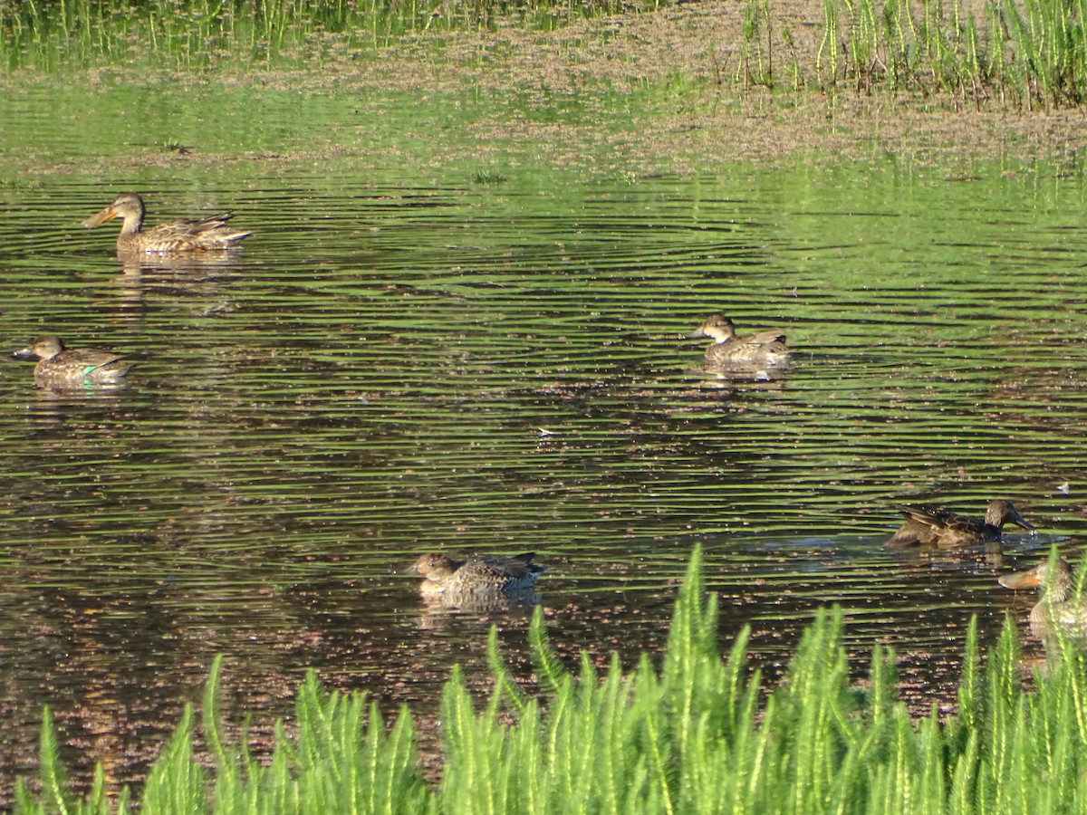 Gadwall - ML642286970