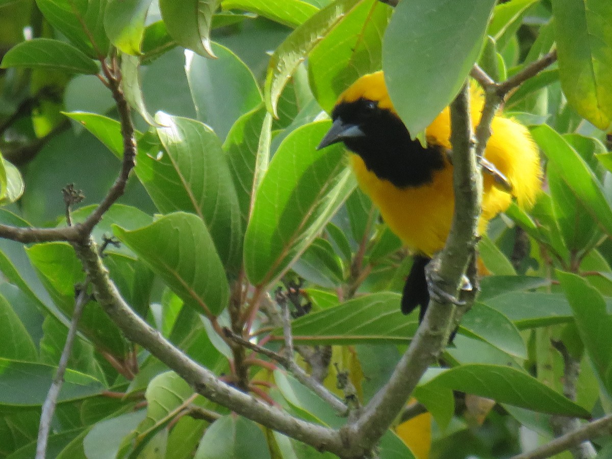Yellow-backed Oriole - ML642286972