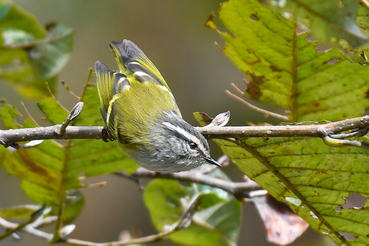 Ashy-throated Warbler - ML642286978