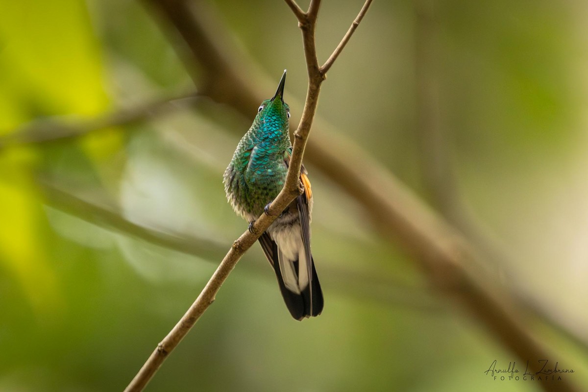 Stripe-tailed Hummingbird - ML642286996
