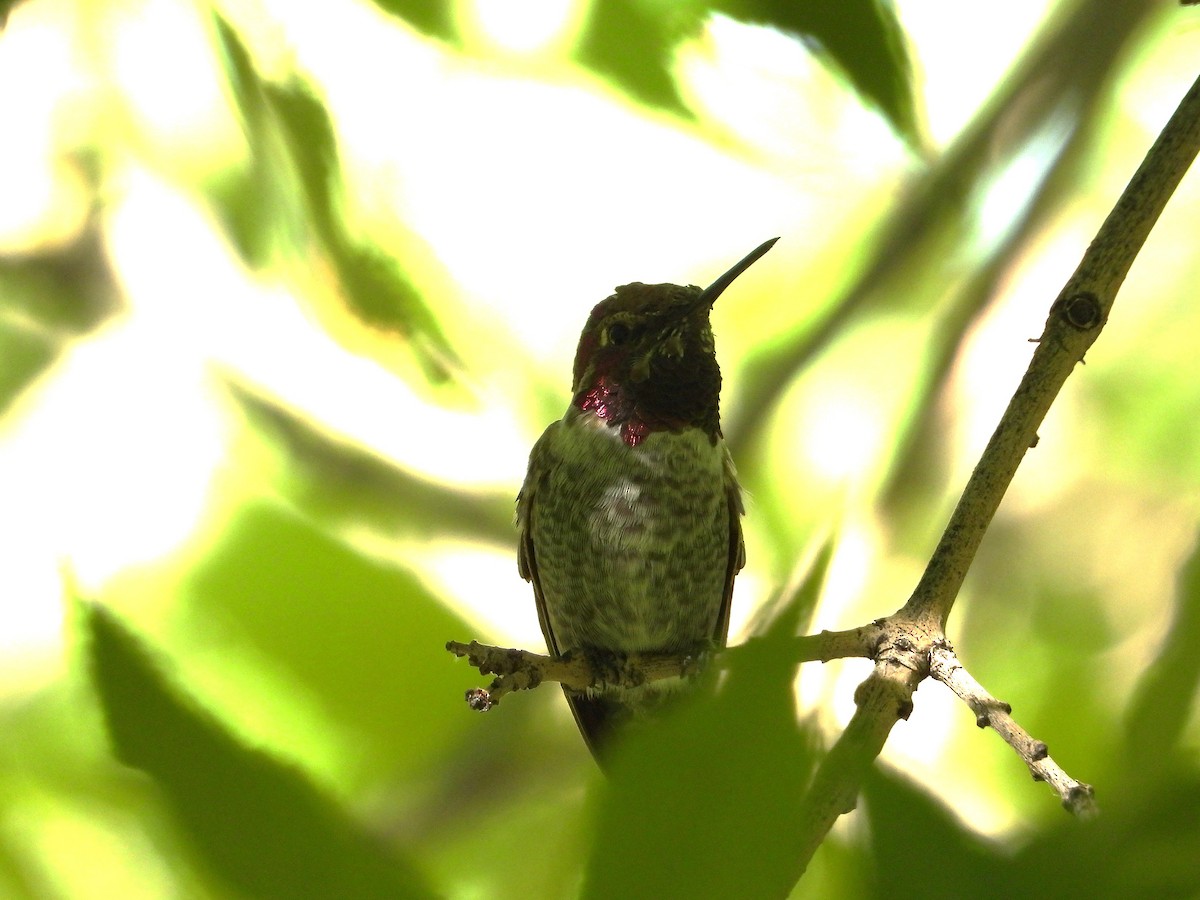 Anna's Hummingbird - ML642287018