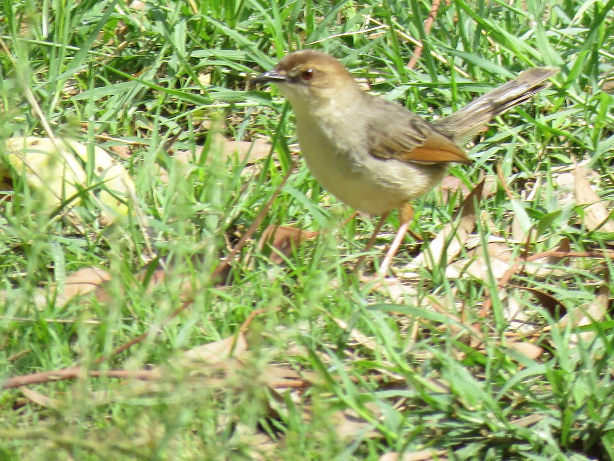 Singing Cisticola - ML642287020