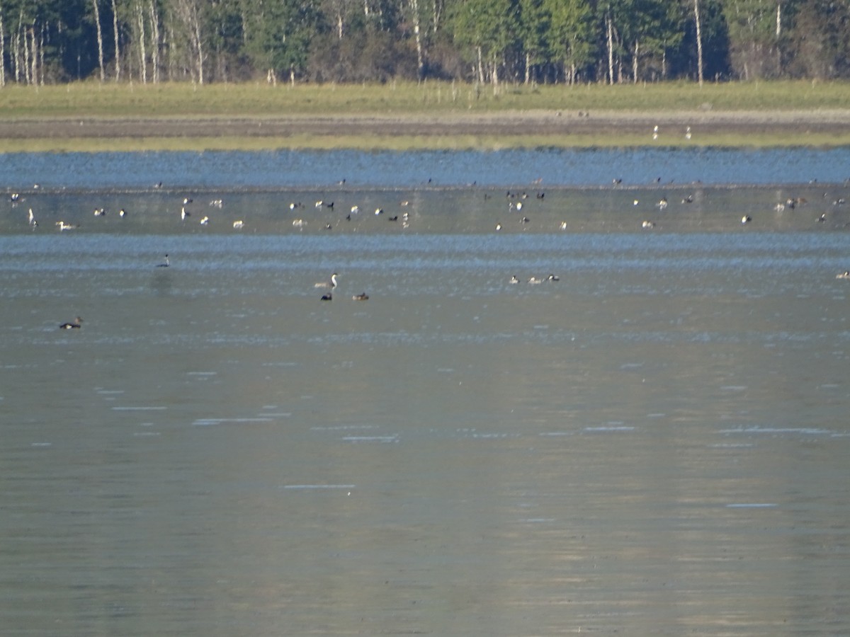 Western Grebe - ML642287029