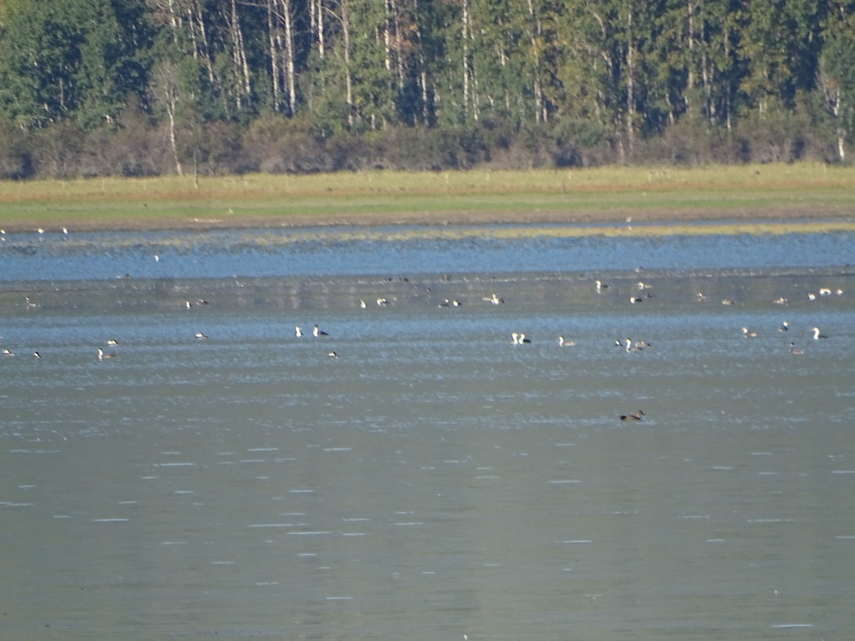 Western Grebe - ML642287030