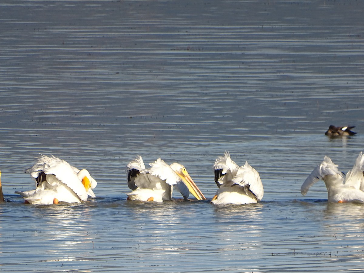 American White Pelican - ML642287041