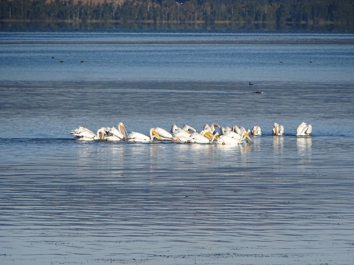 American White Pelican - ML642287042