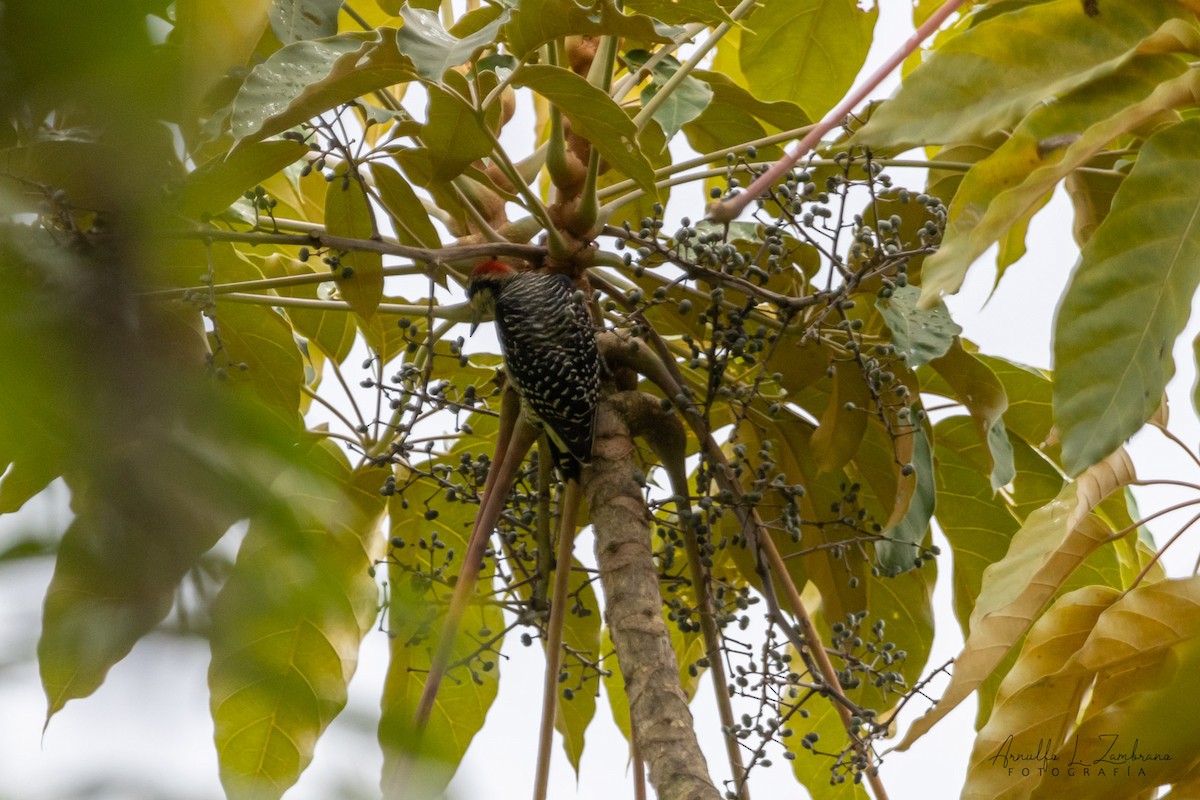 Black-cheeked Woodpecker - ML642287044