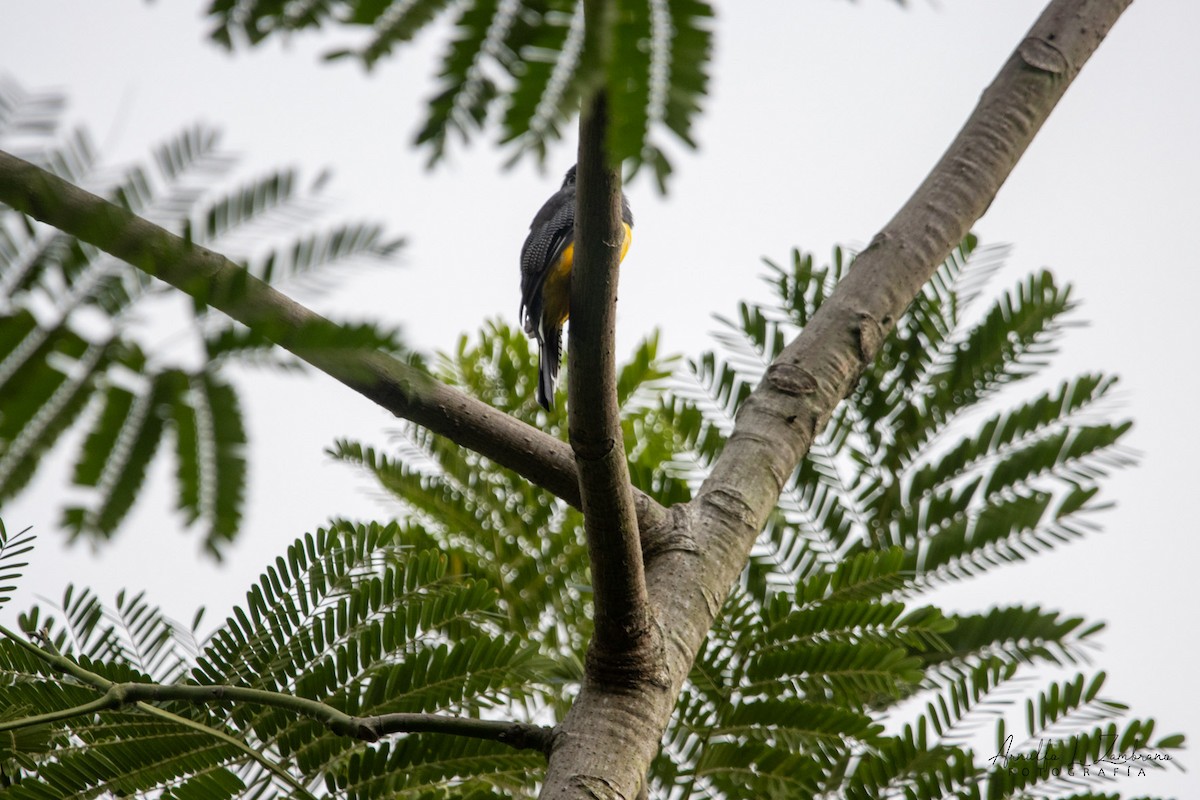 Gartered Trogon - ML642287051