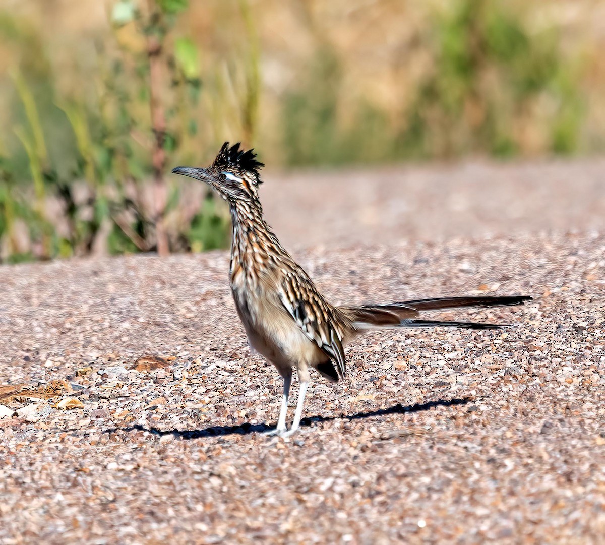 Greater Roadrunner - ML642287052