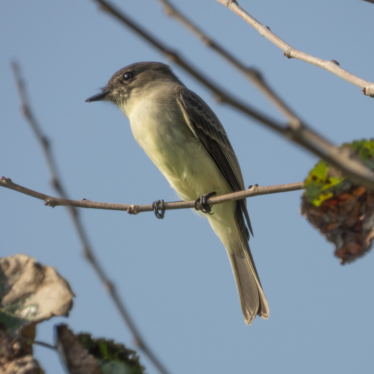 Eastern Phoebe - ML642287053