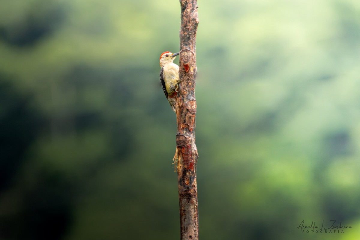 Golden-fronted Woodpecker - ML642287063