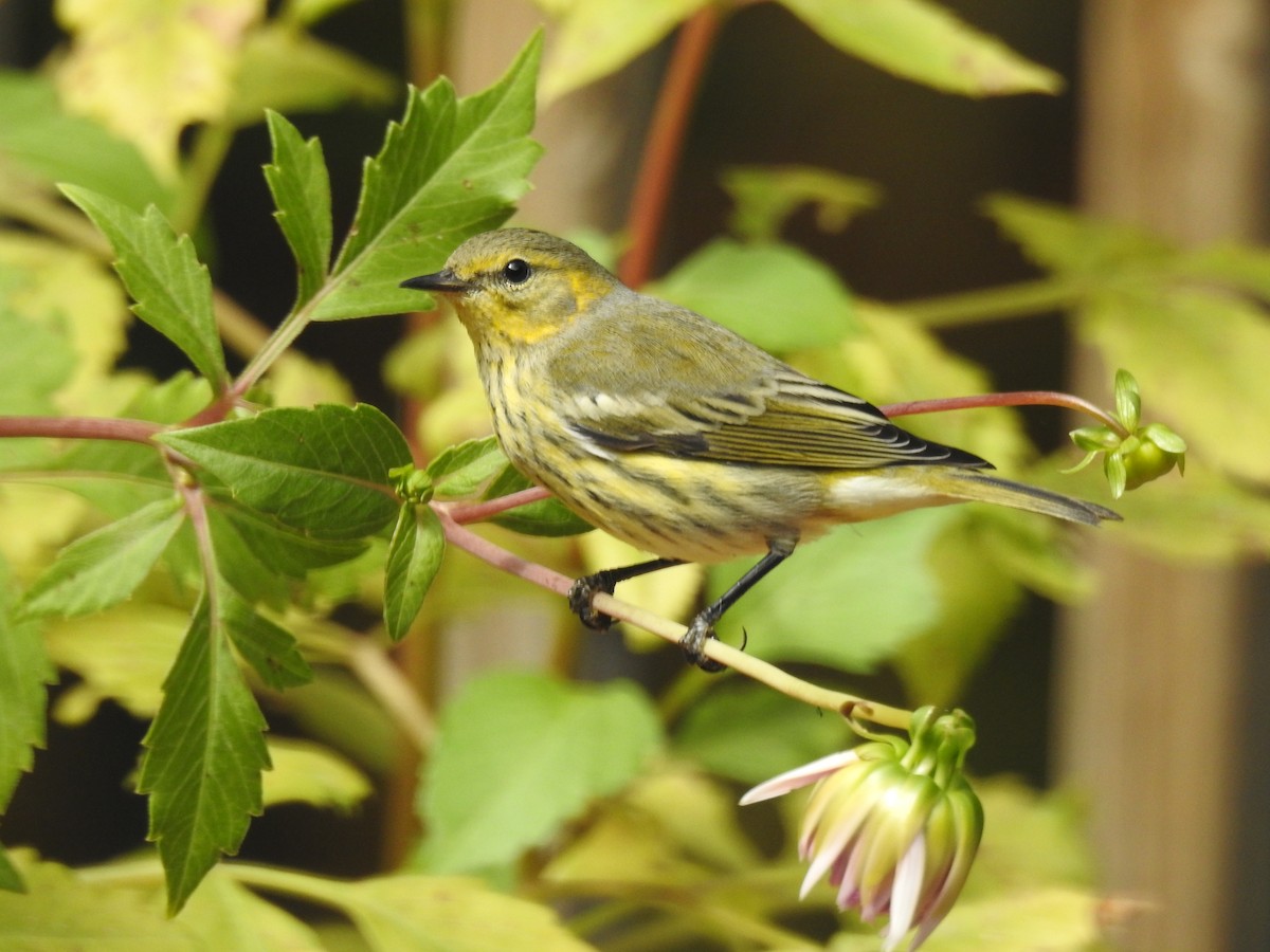 Cape May Warbler - ML642287072