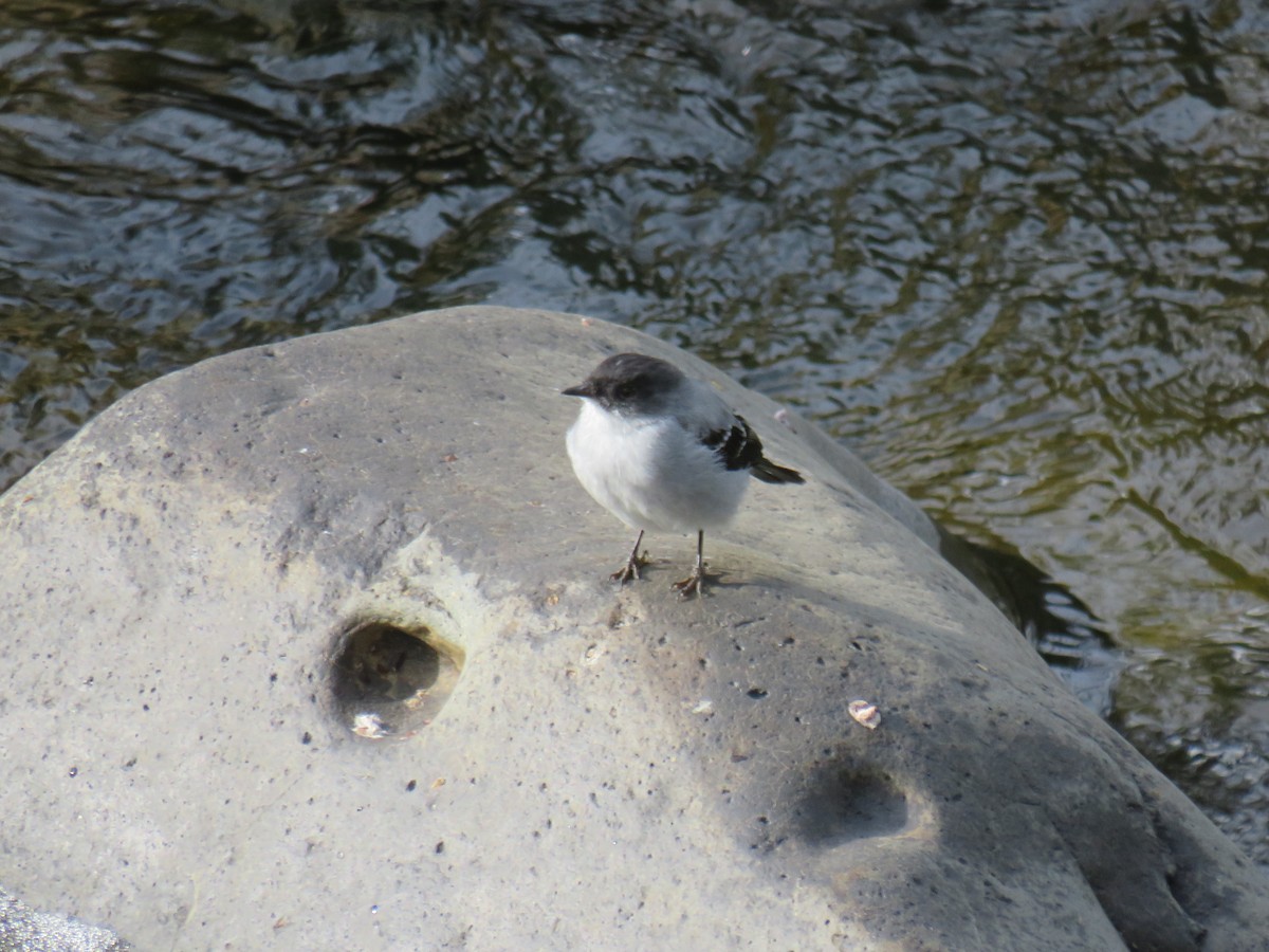 Torrent Tyrannulet - ML642287080