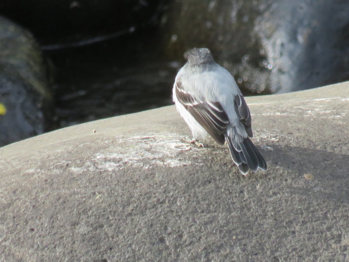 Torrent Tyrannulet - ML642287081