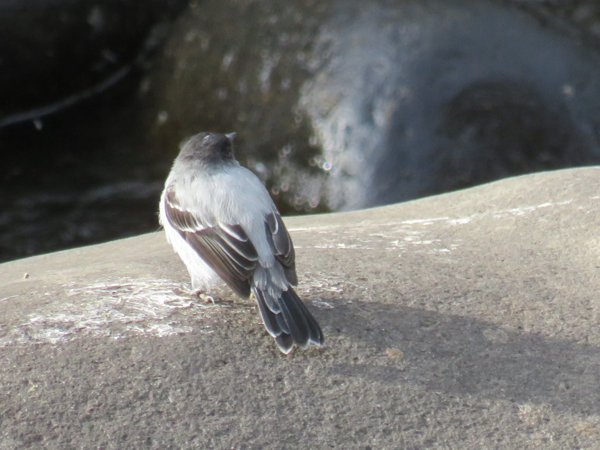 Torrent Tyrannulet - ML642287082