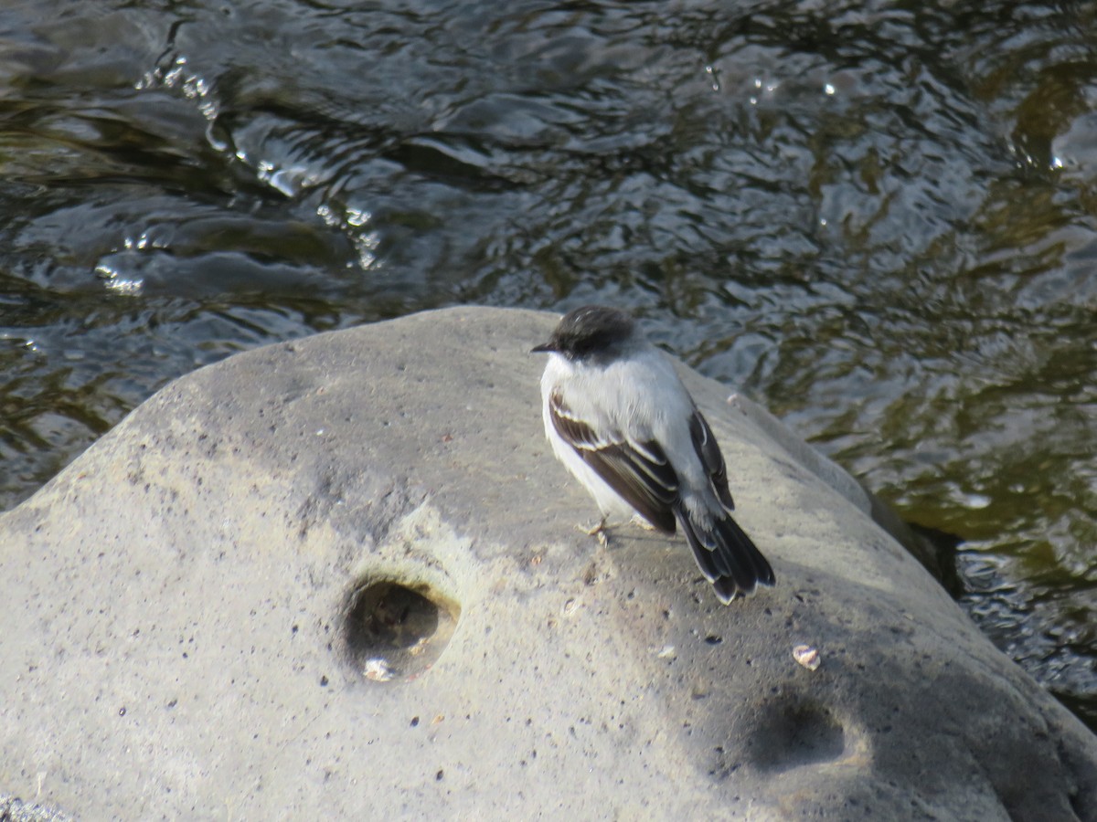 Torrent Tyrannulet - ML642287083