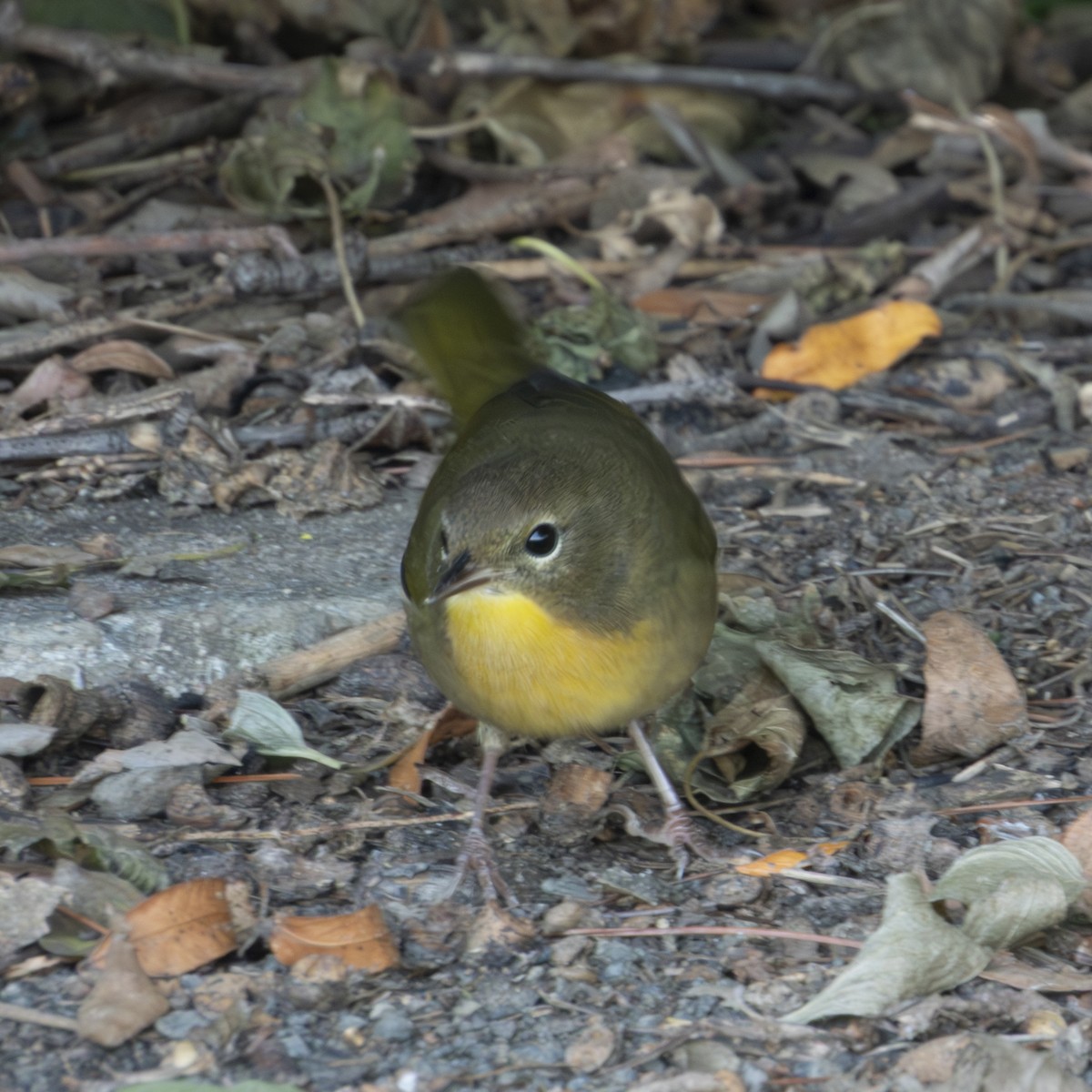 Common Yellowthroat - ML642287092