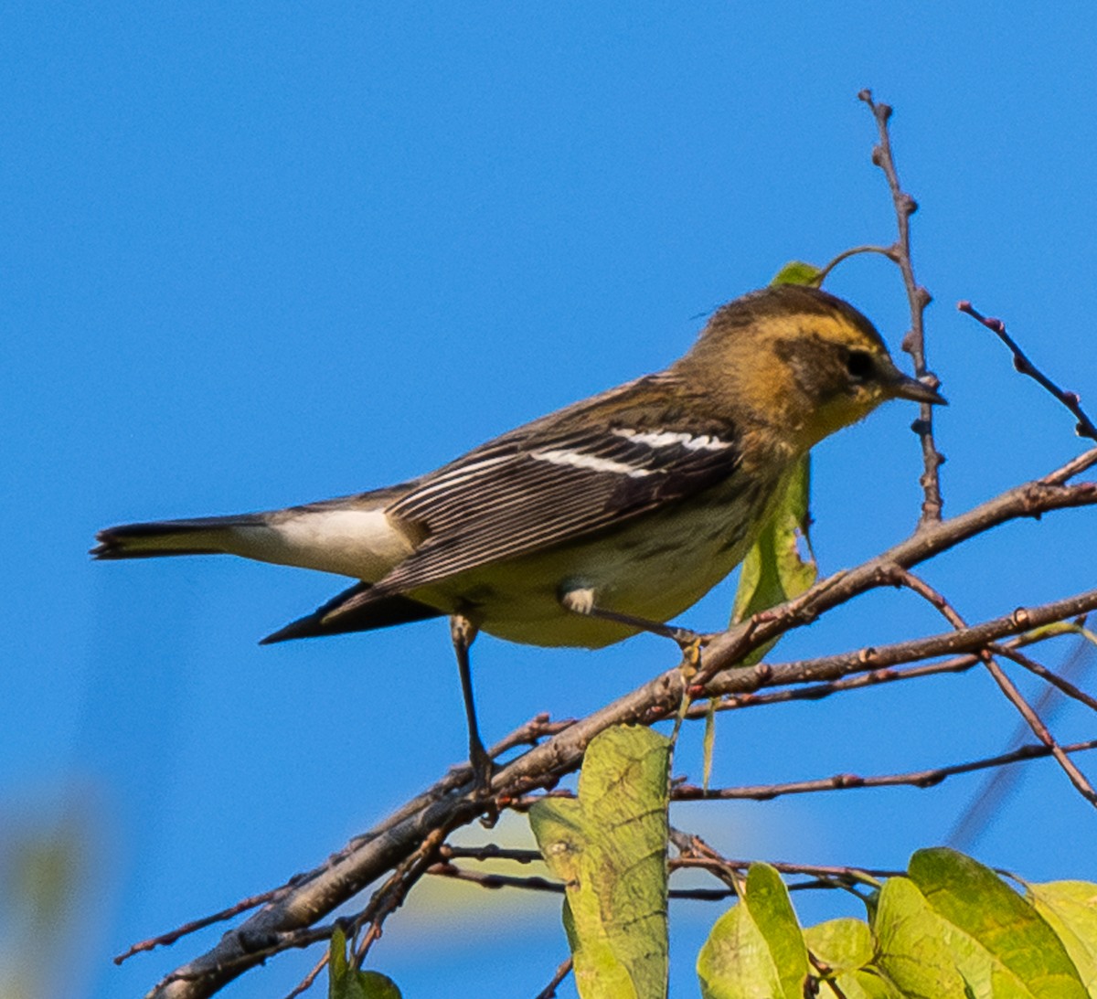 Blackburnian Warbler - ML642287094