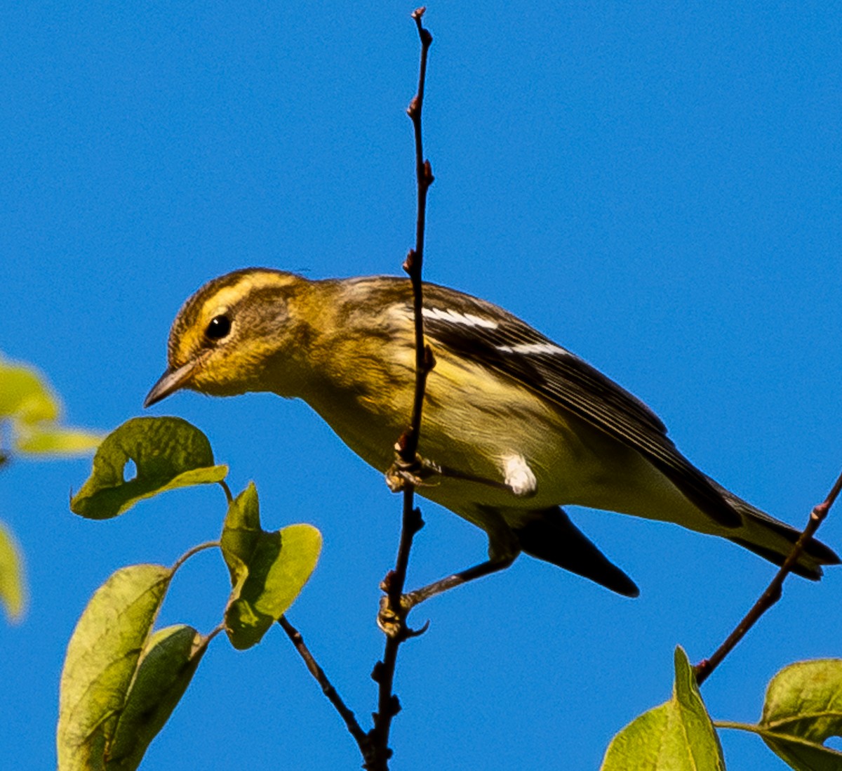Blackburnian Warbler - ML642287095