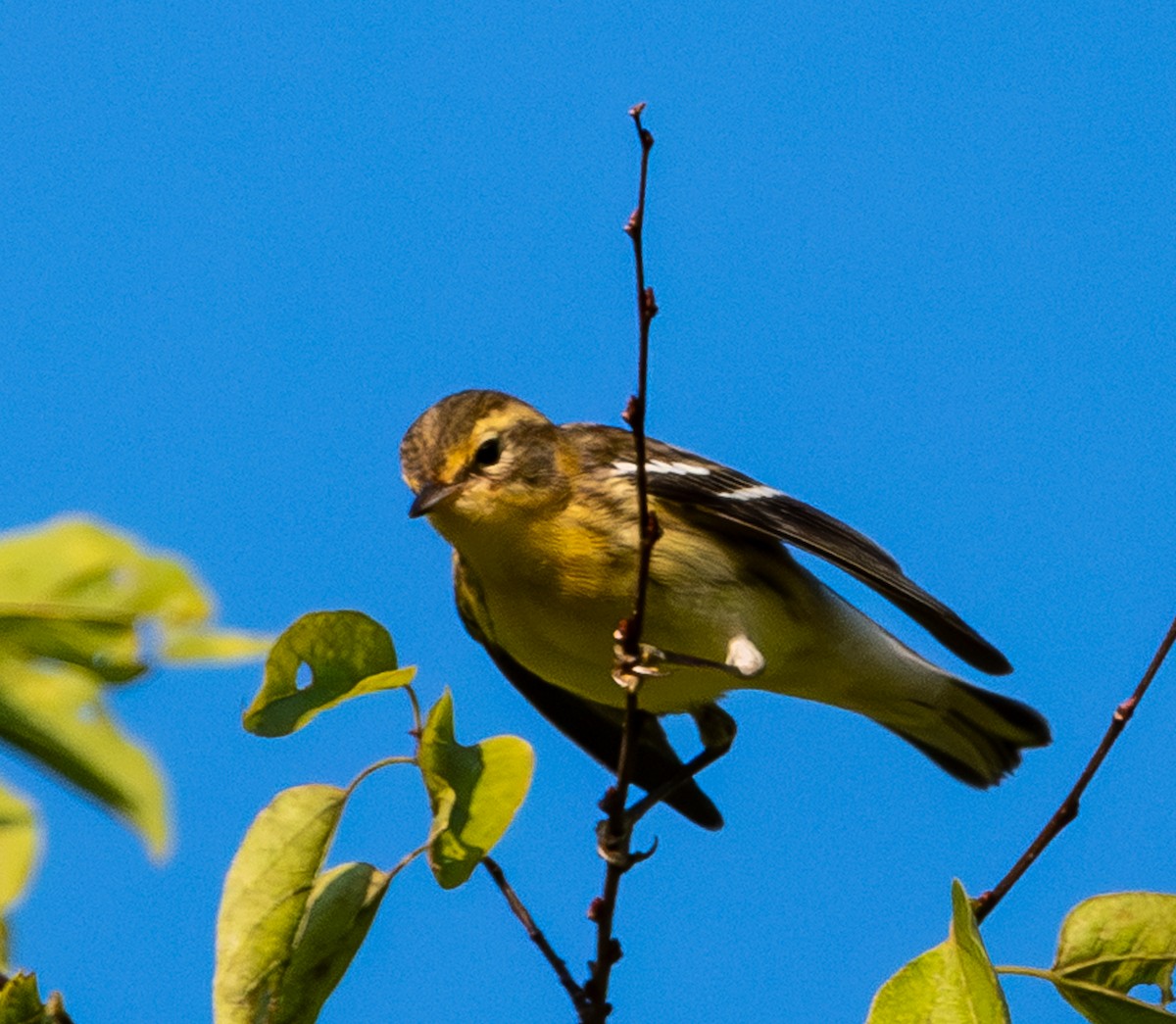 Blackburnian Warbler - ML642287096