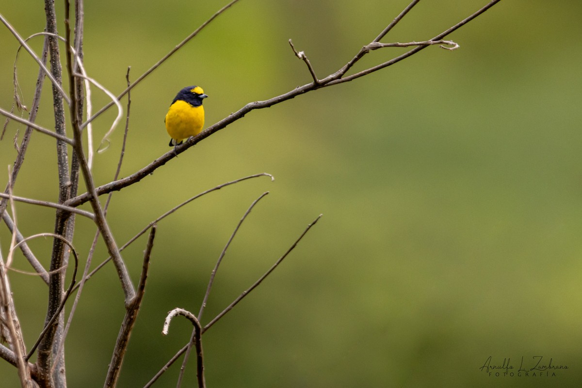 Scrub Euphonia - ML642287108