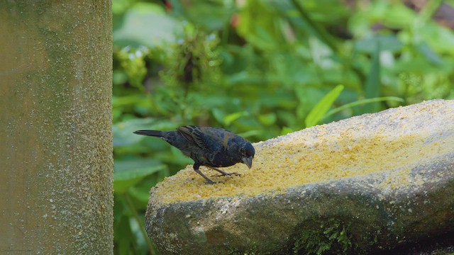 Blue-black Grassquit - ML642287147