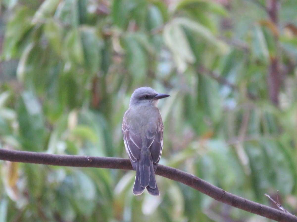 Tropical Kingbird - ML642287148