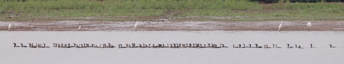 Double-crested Cormorant - ML642287167