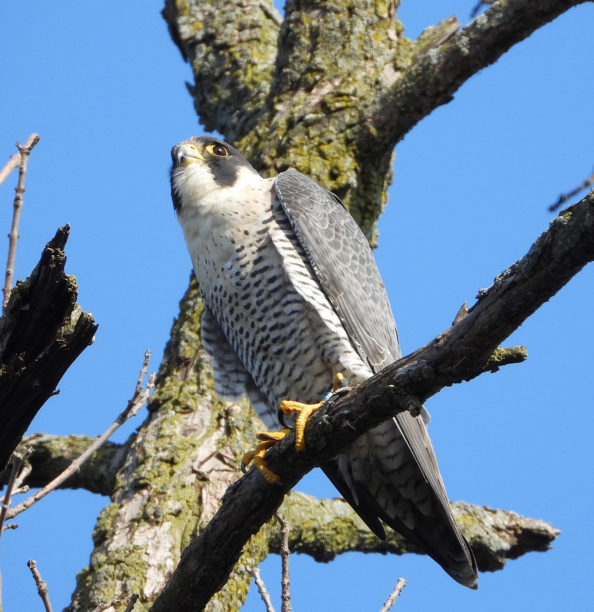 Peregrine Falcon - ML642287169