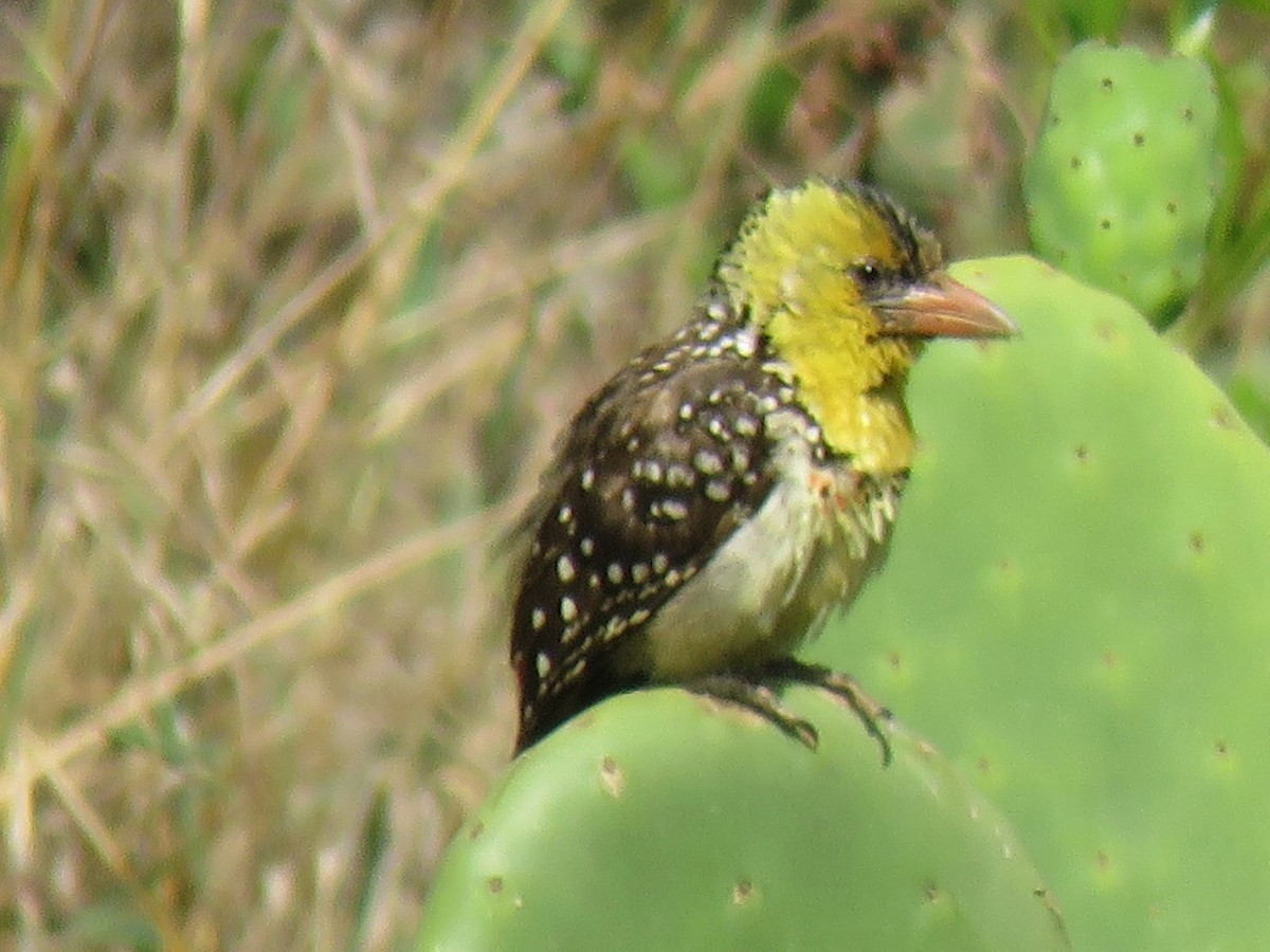 Yellow-breasted Barbet - ML642287171