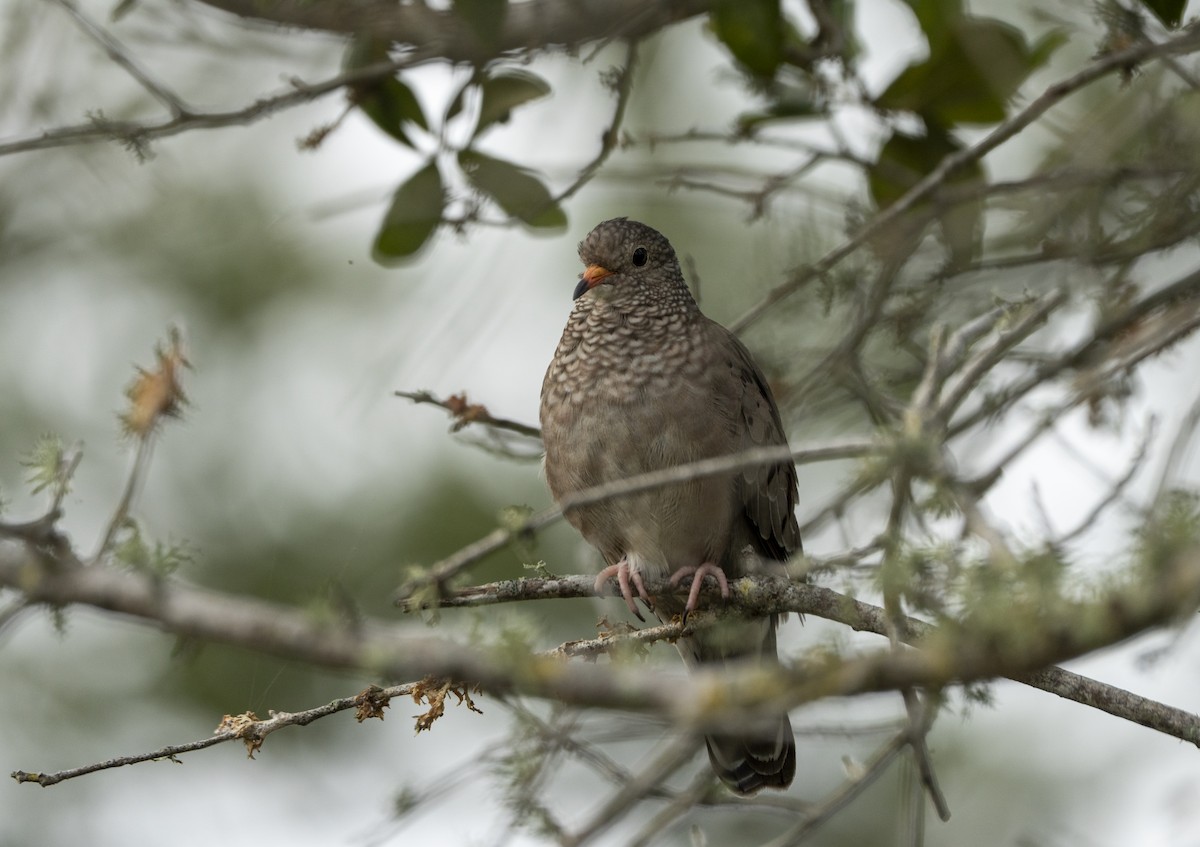 Common Ground Dove - ML642287179