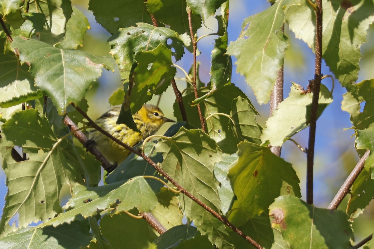brunkinnparula - ML642287189