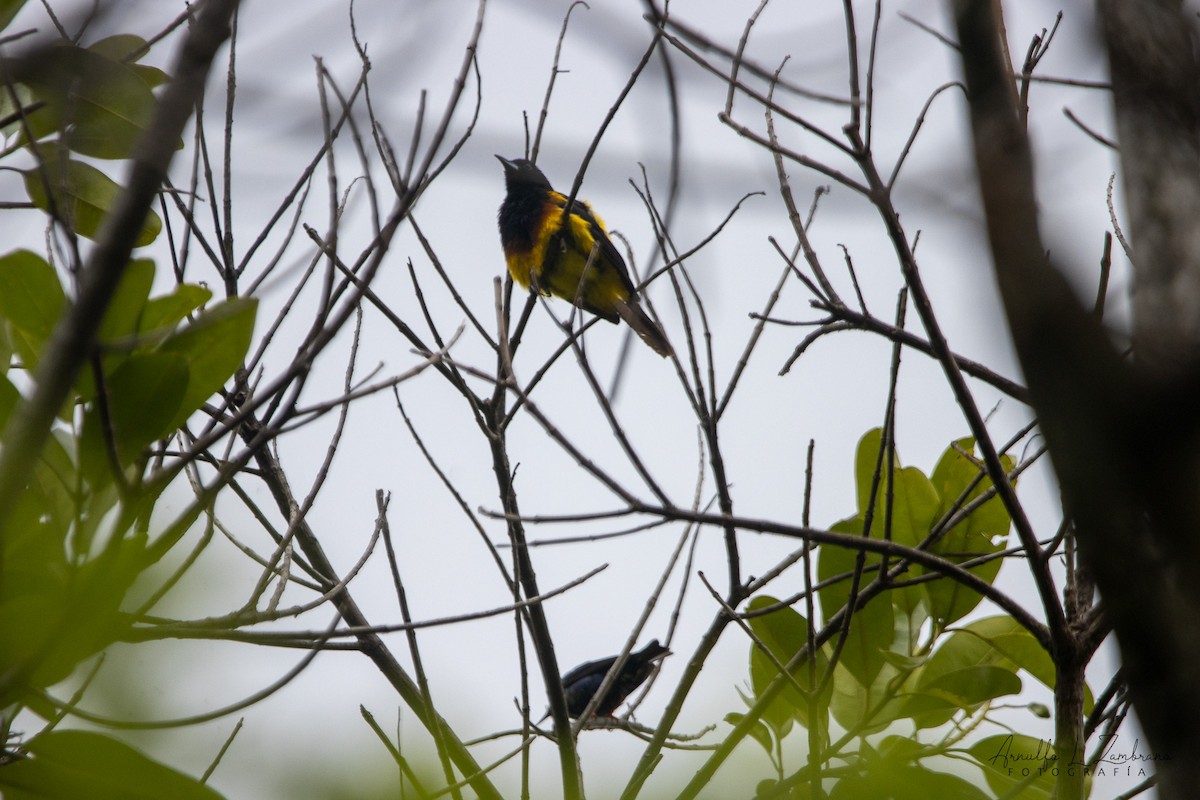 Black-cowled Oriole - ML642287191