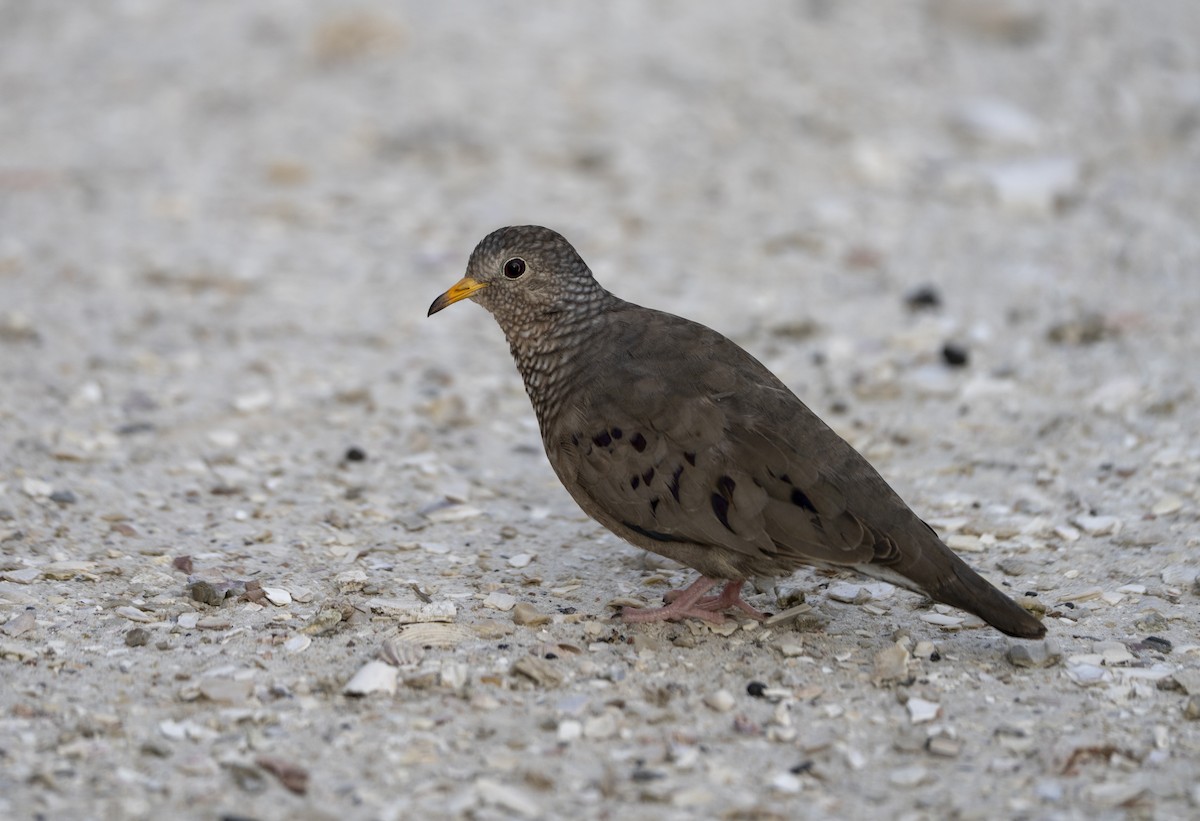 Common Ground Dove - ML642287196