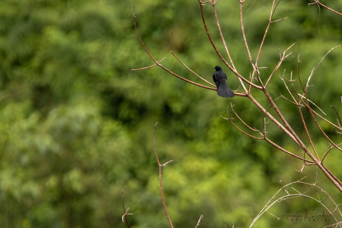 Melodious Blackbird - ML642287202